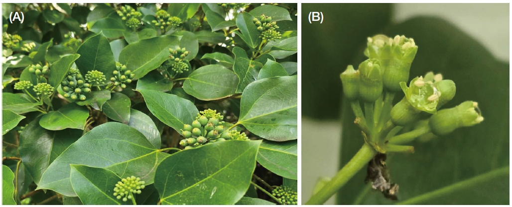 Fig. 1. Fig. 1.